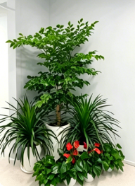 江北绿植租赁保养-海曙花木摆放-镇海绿植租赁设备-奉化绿色植物租赁效果